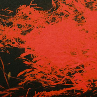 Anthony Naples - In Studio Magic (LP) (12" Vinyl) - SoundGround музикален магазин