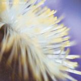 Dimi Angelis - NECH034 2
