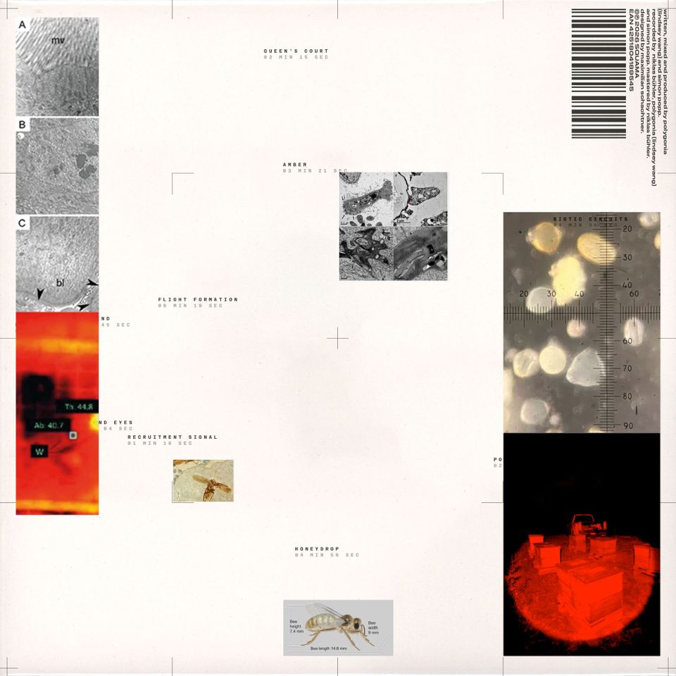 Polygonia, Simon Popp - Apiformes (LP, 180g)