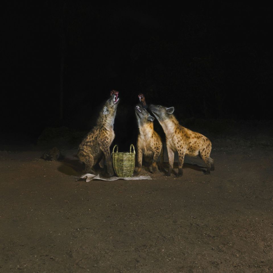 Years of Denial - Suicide Disco (2026 REPRESS,2LP (gatefold + dl)