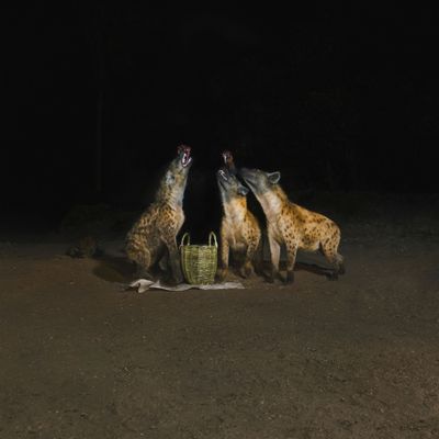 Years of Denial - Suicide Disco (2026 REPRESS,2LP (gatefold + dl) (2LP Excl) - SoundGround музикален магазин